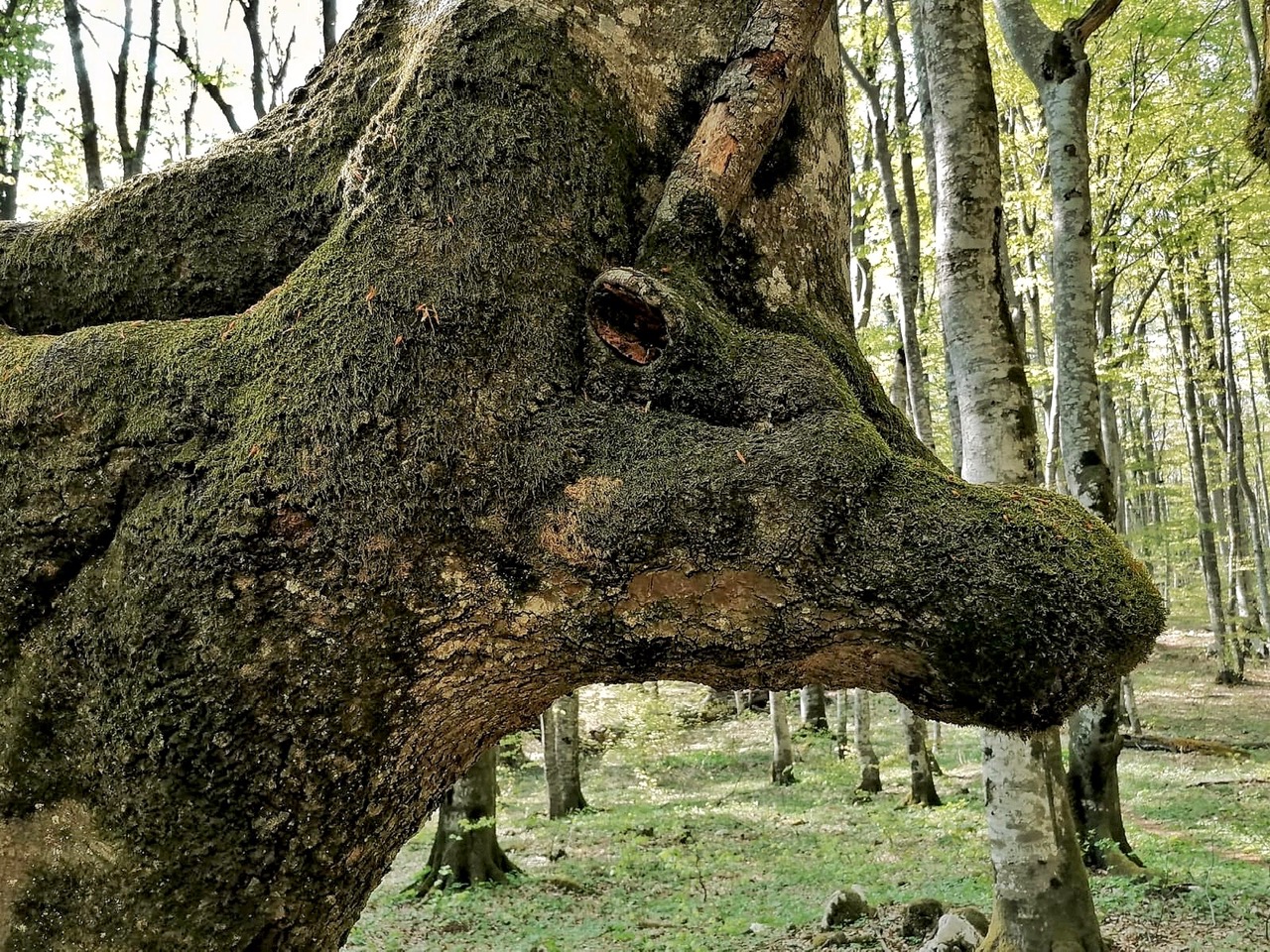 Read more about the article Art eko – šuma bijenalna je izložba ULUPUH-a