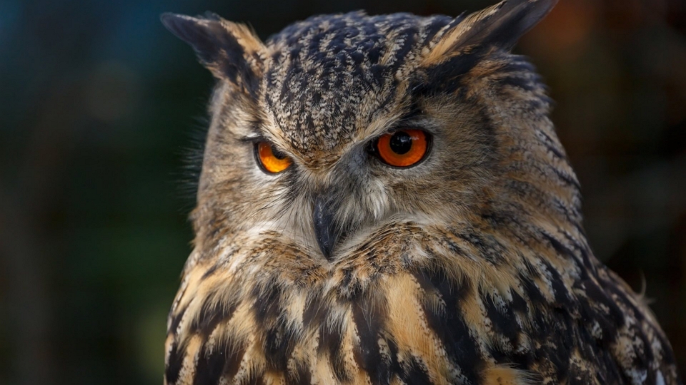 Read more about the article Mudrost